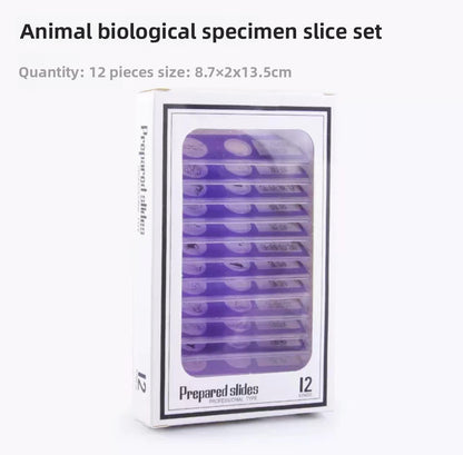 Prepared Discovery Slide Set