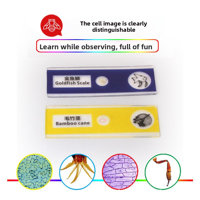 Prepared Discovery Slide Set