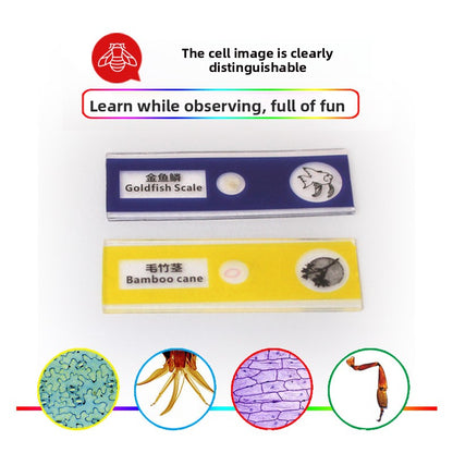 Prepared Discovery Slide Set