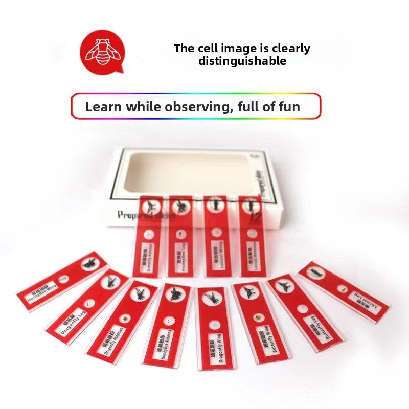 Prepared Discovery Slide Set